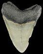 Bargain, Megalodon Tooth - North Carolina #54895-2